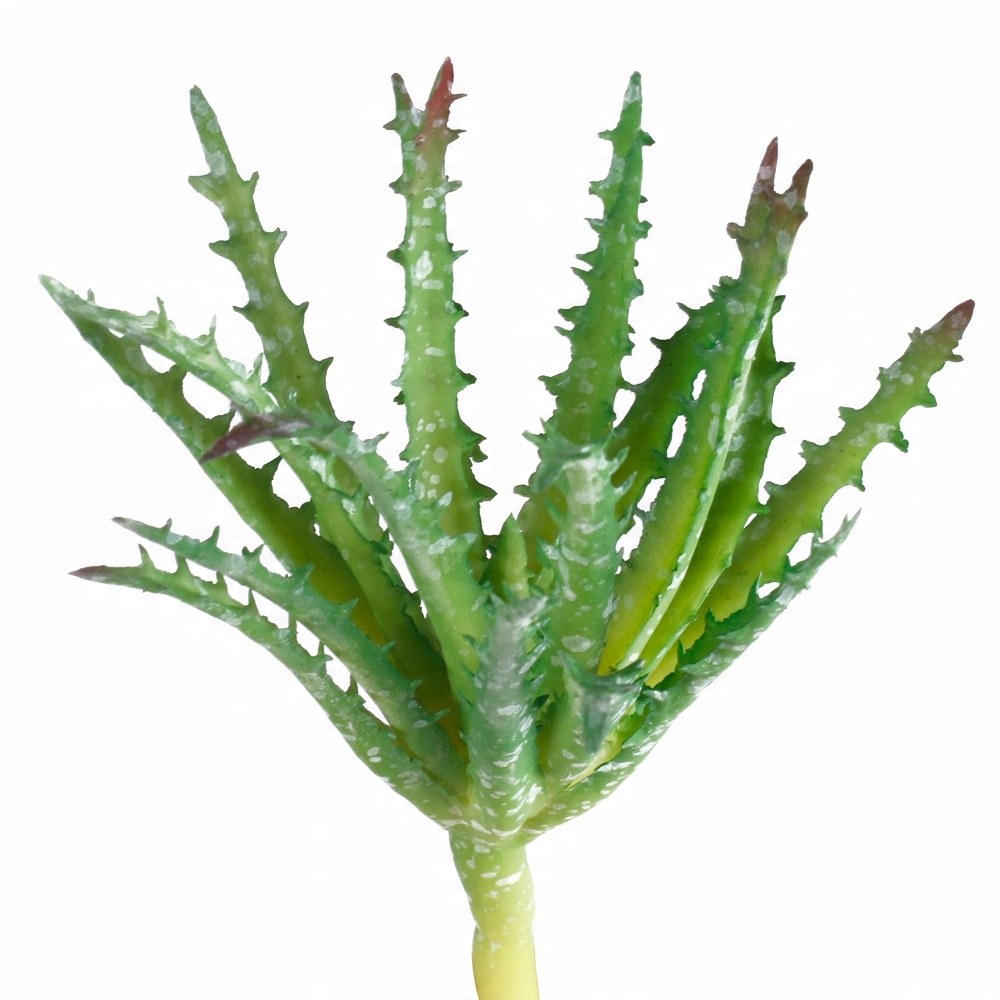 

Aloes Gumowy Sukulent Roślina Budowa Tło Terrarium