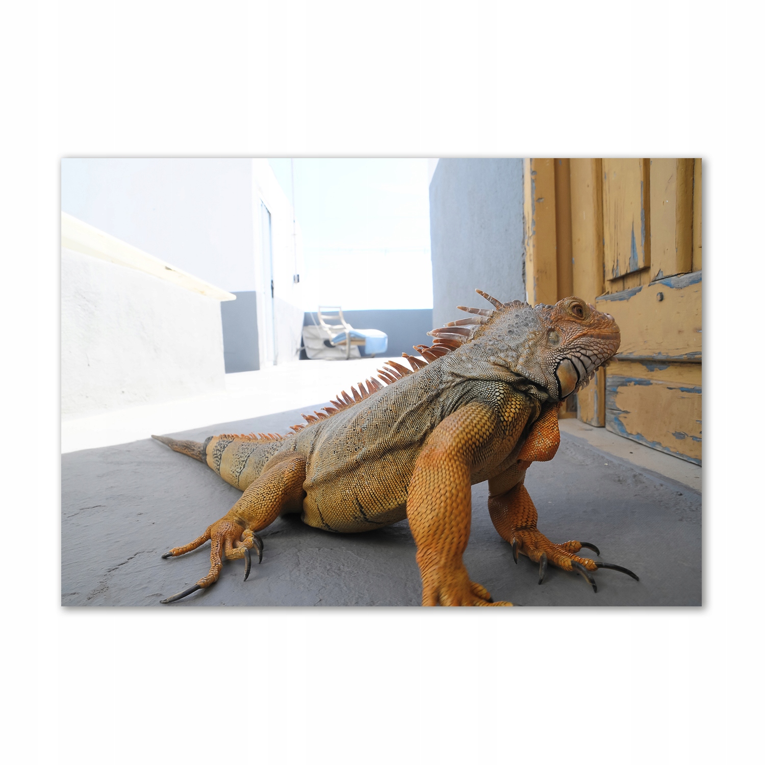 

Foto-obraz zdjęcie szkło hartowane Iguana 100x70