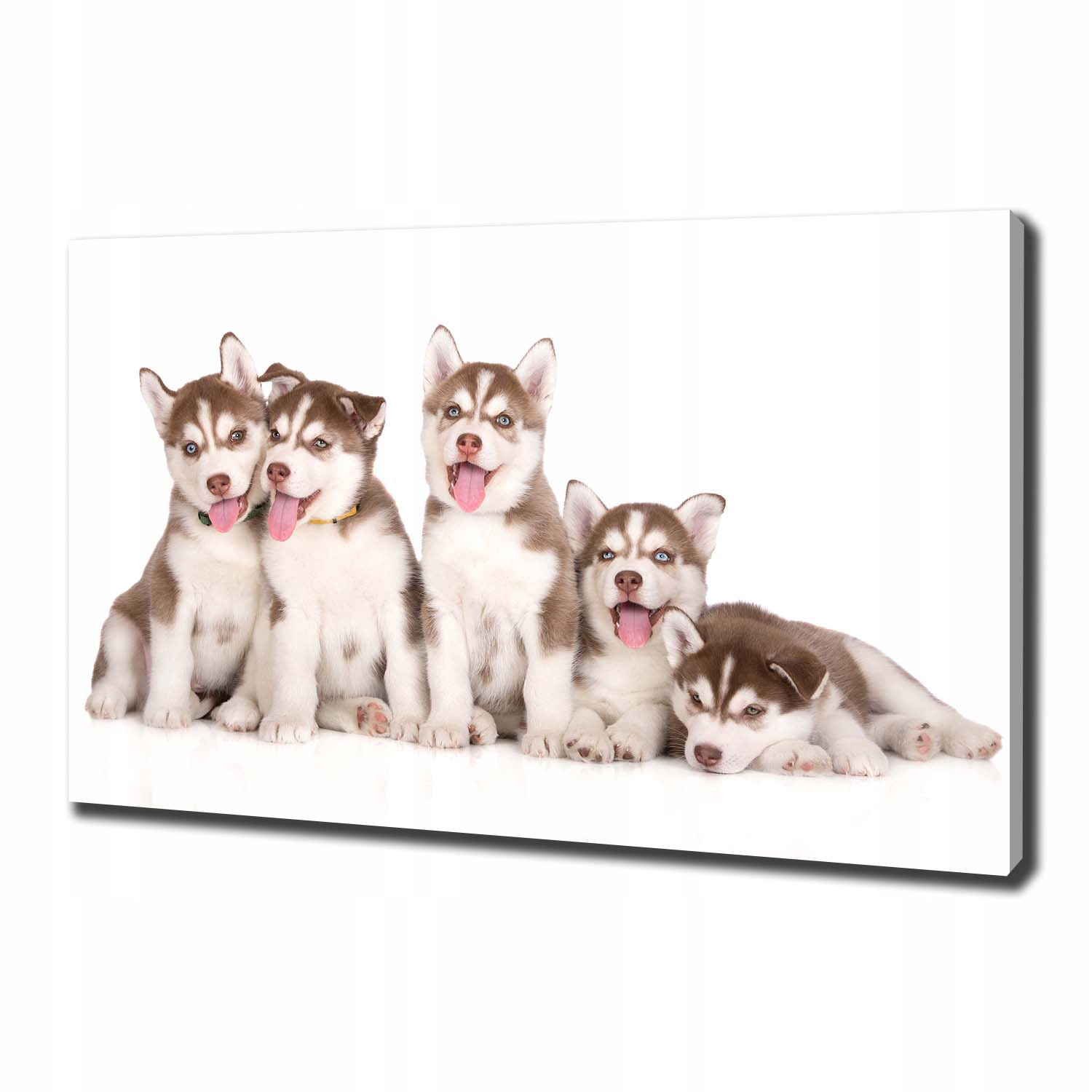 

Obraz canvas do salonu Szczeniaki Husky 100x70 cm