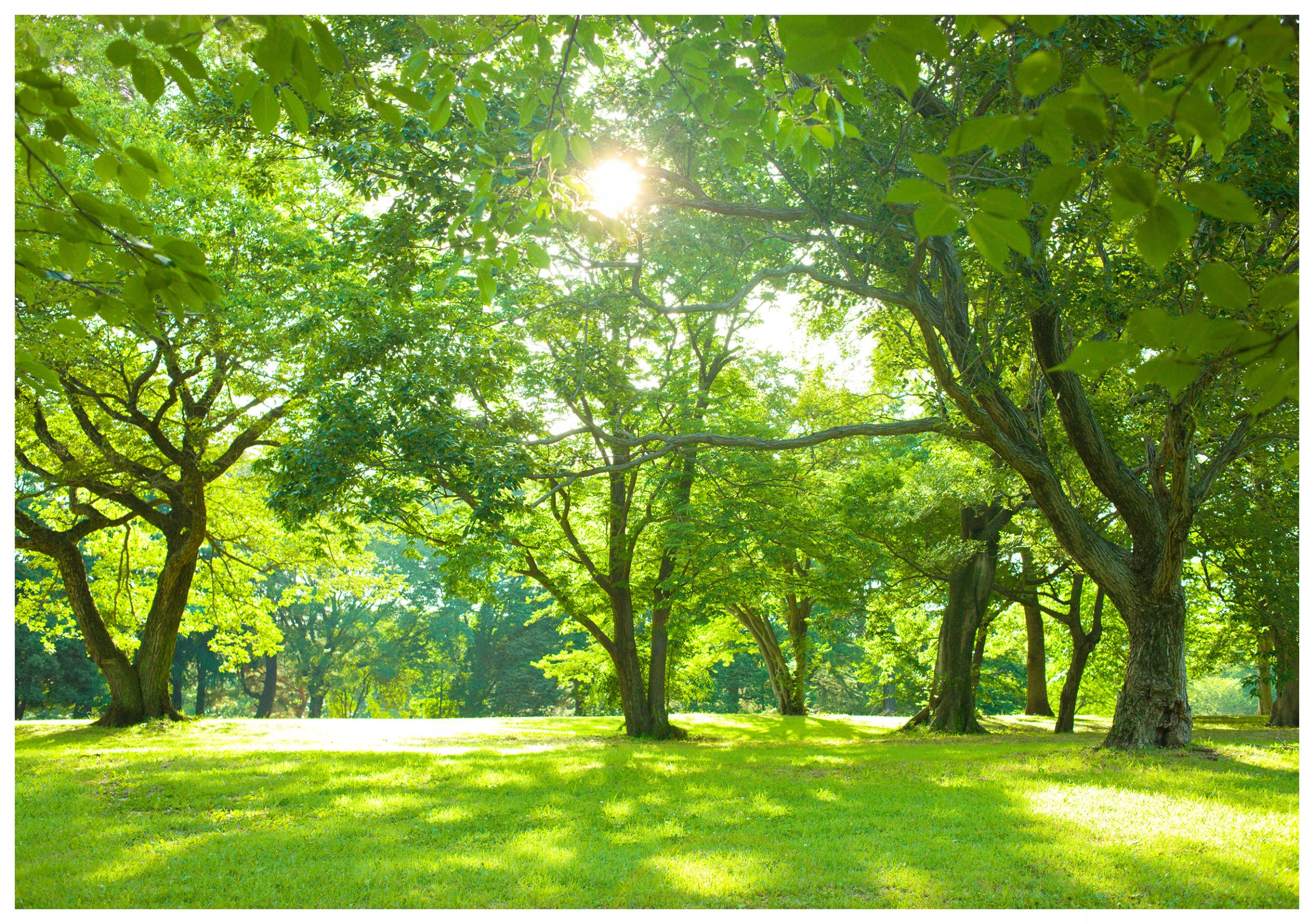Vliesová fototapeta Lesní harmonie textur a barev 350x250 lepidlo