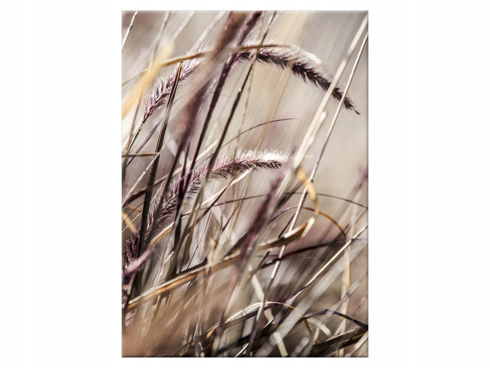 

Obraz Buszujący w trawie 50x70 Rośliny na płótnie