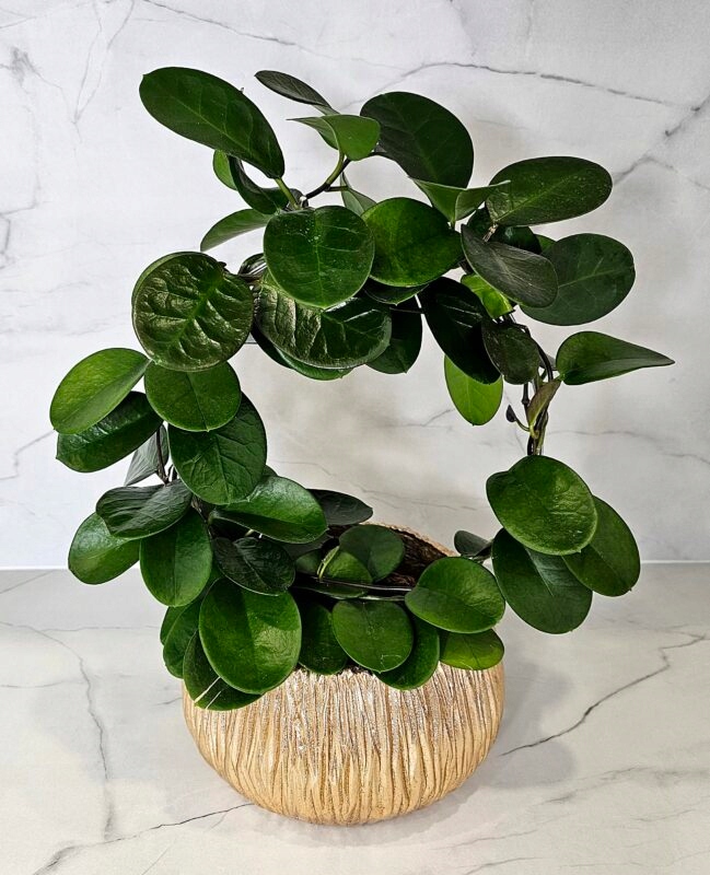 OSŁONKA DONICA GOLD DONICZKA 23 x 14 cm G1423 Marka Madex