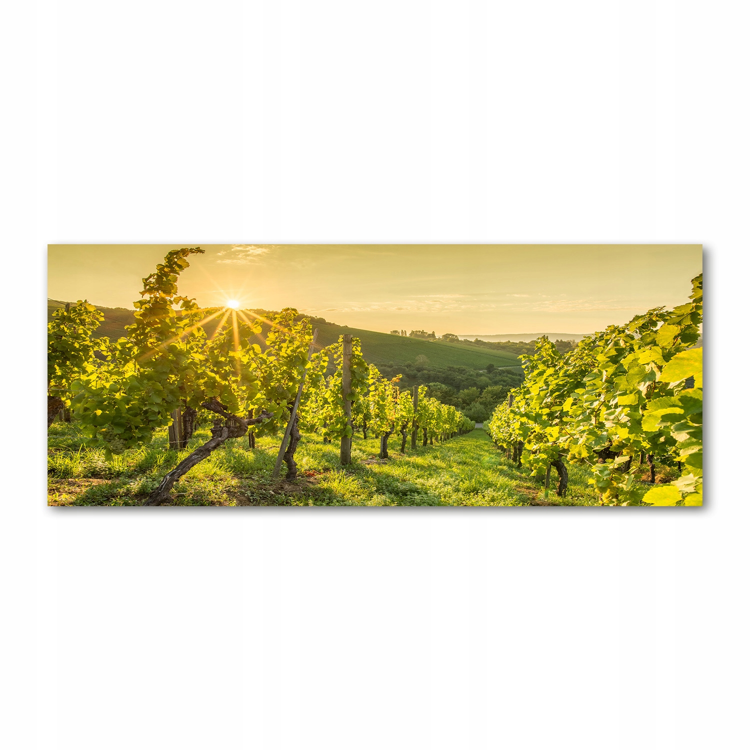 

Foto obraz na szkle akrylowym Winnica 125x50 cm