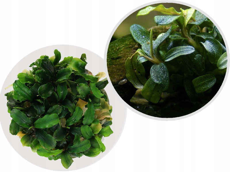 Растение in-VITRO Bucephalandra Needle Leaf, легкое