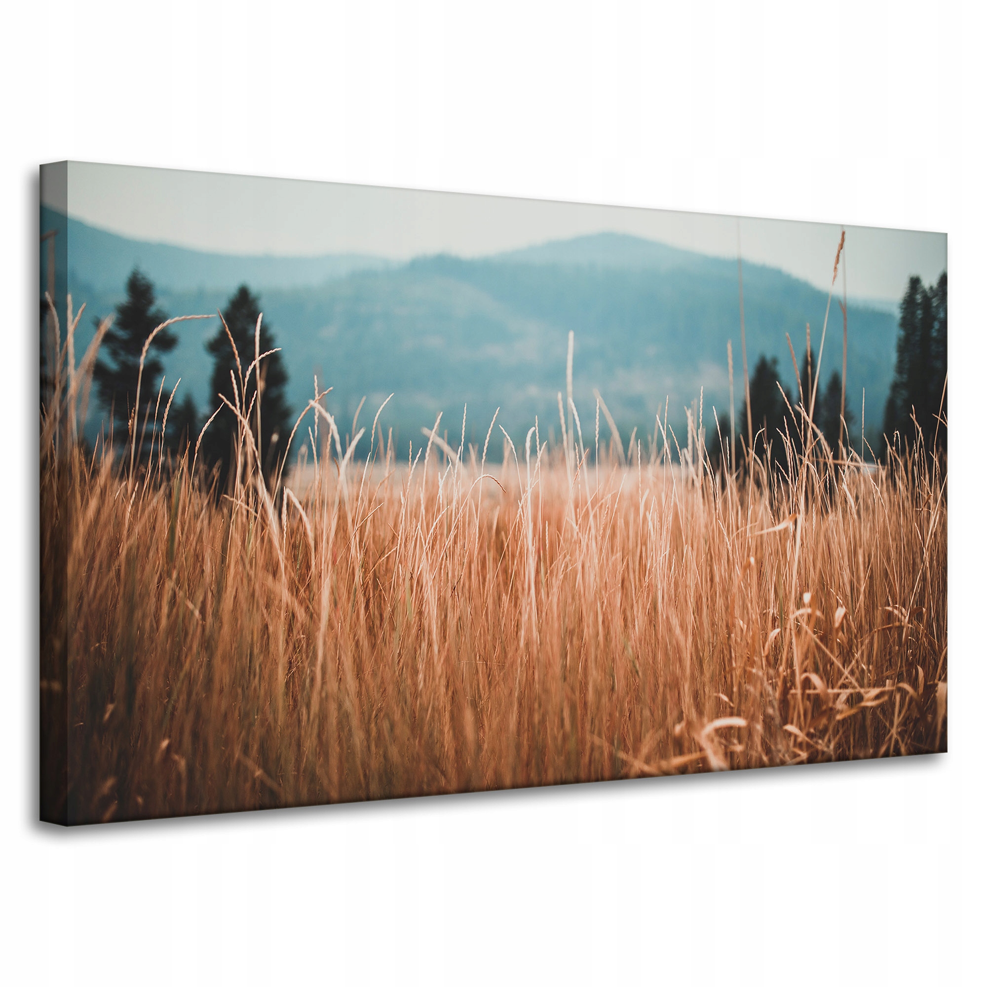 Obraz Canvas Příroda Stébla trávy slunečno 100x60