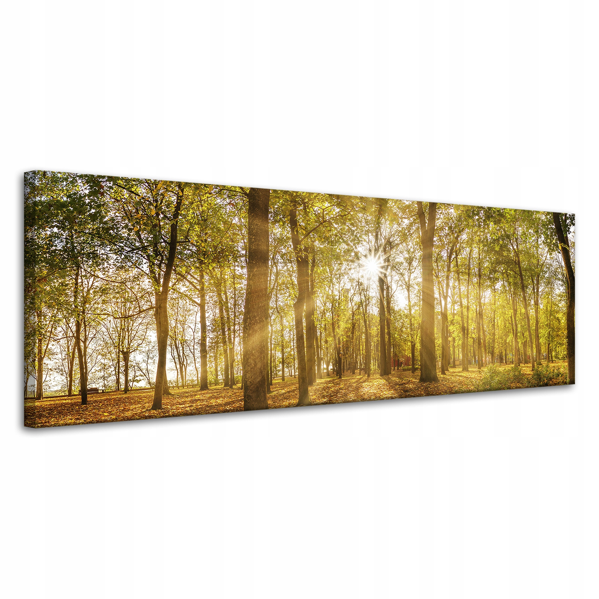 Obraz na plátně Slunce mezi stromy v lese 120 x 40 cm