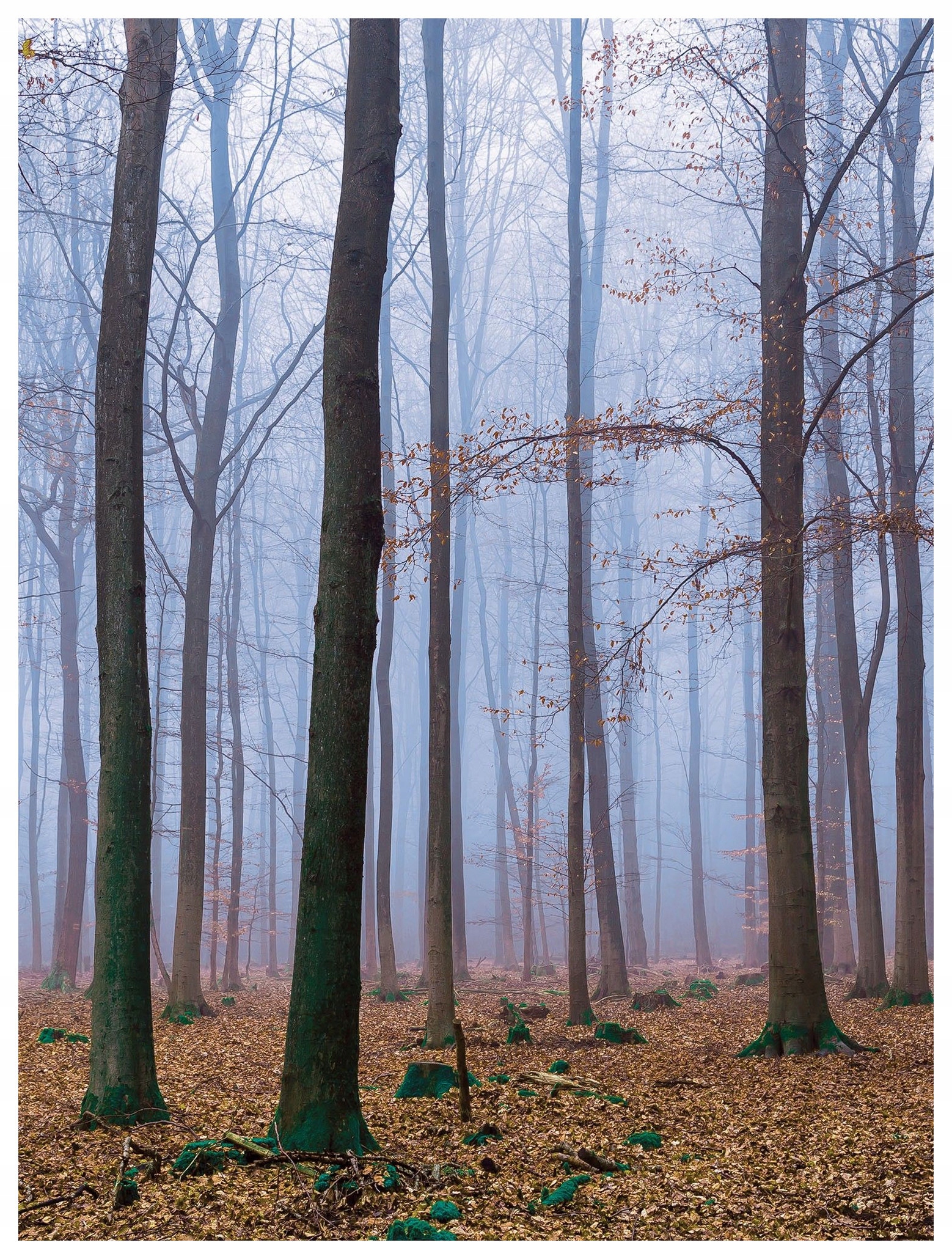 Fototapeta Jesenný les v hmle stromu Vinylové listy 184x254 lepidlo