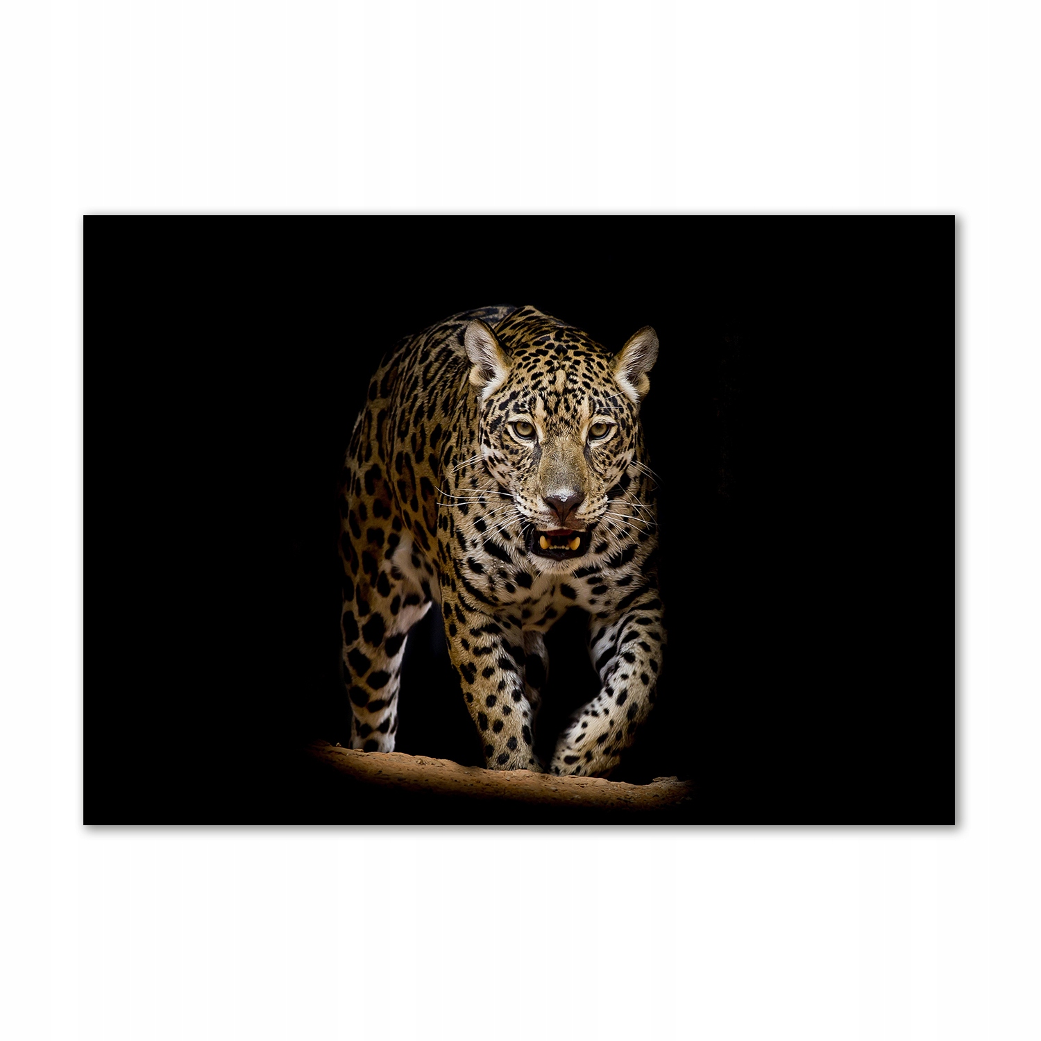 

Obraz zdjęcie na scianę akrylowy Jaguar 100x70 cm