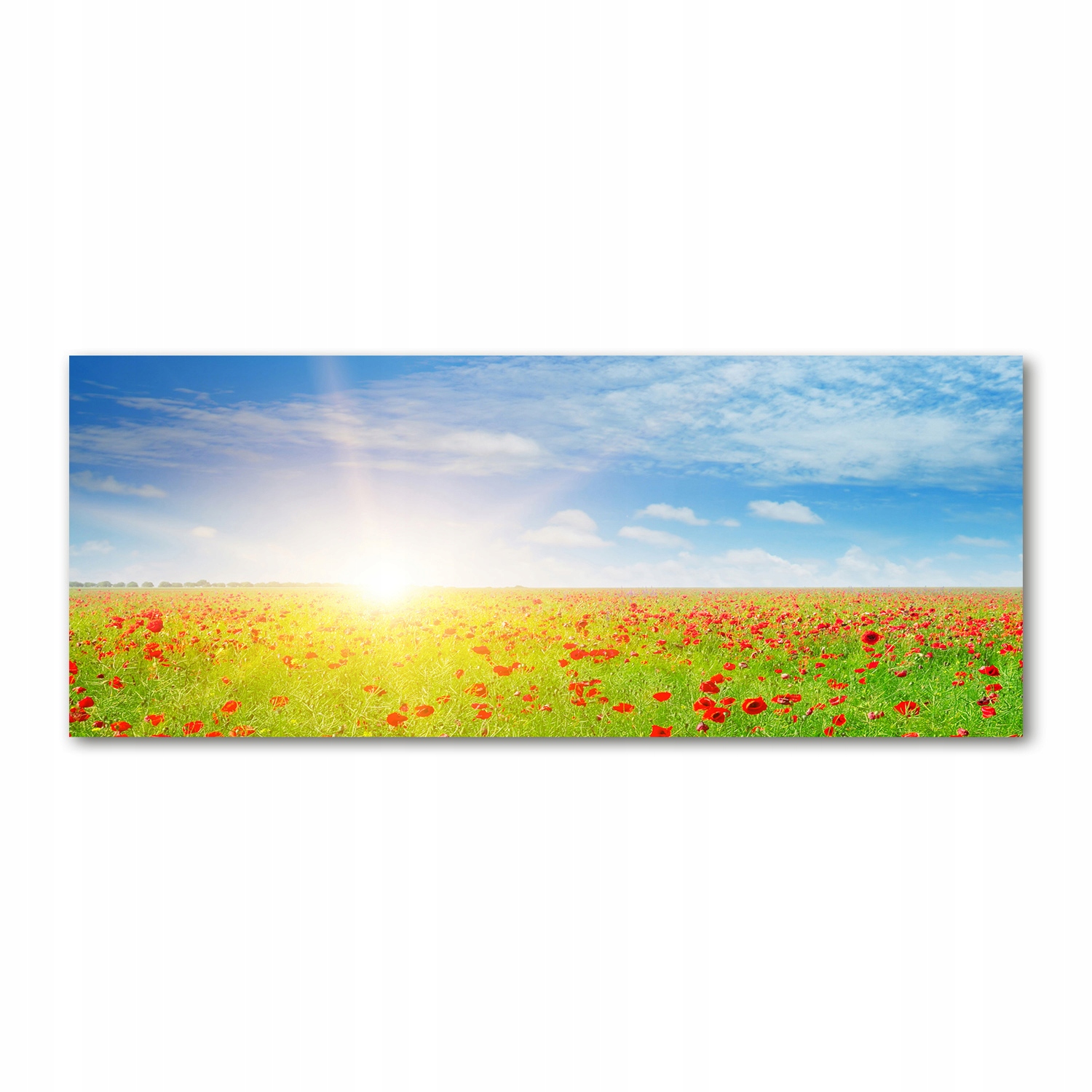 

Foto obraz na szkle akrylowym Pole maków 125x50 cm
