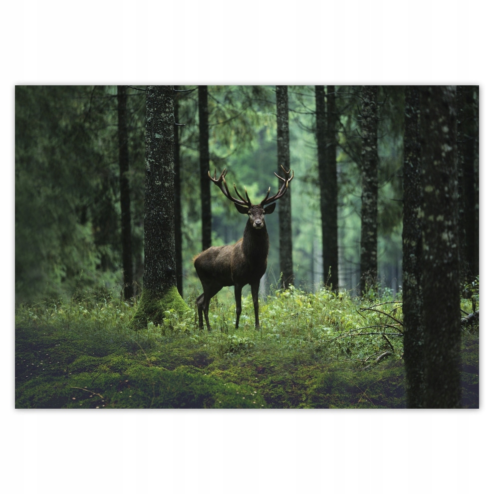 Fototapety flizelina 416x290 Jelen uprostřed lesa