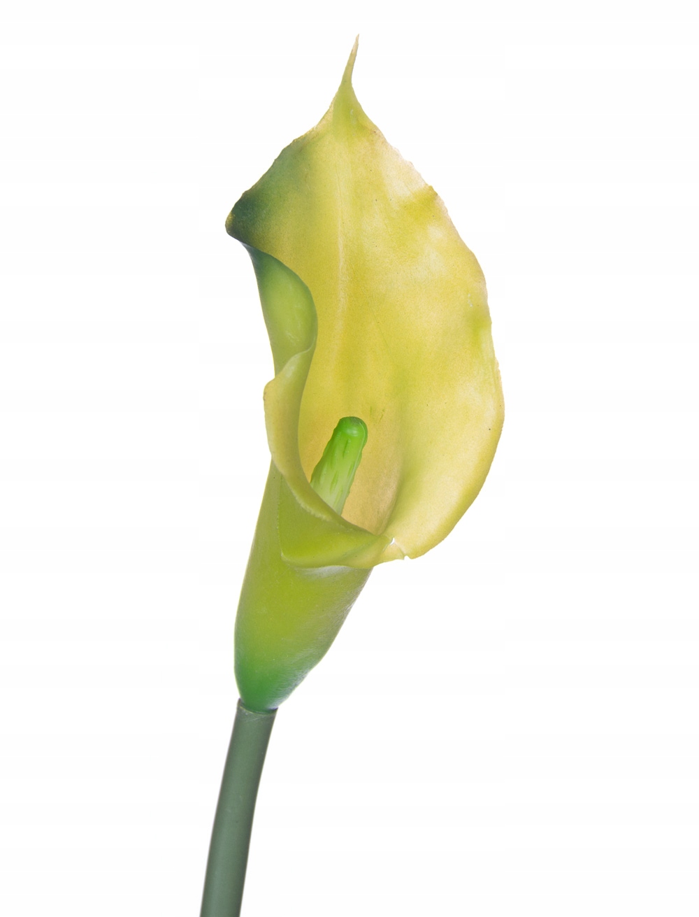 

Kalia gumowa 62cm gałązka zielona silikonowa