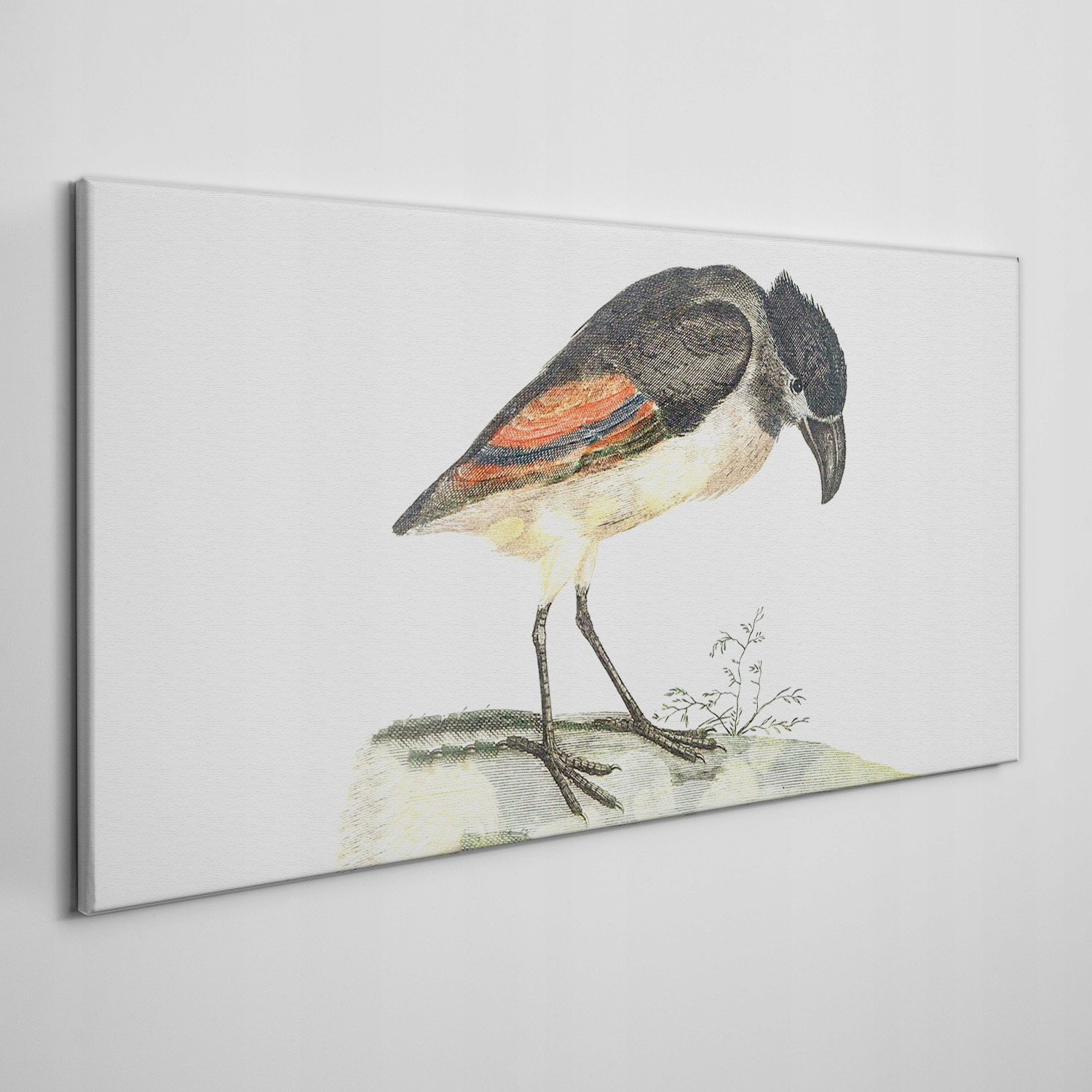 

Ścienny fotoobraz na płótnie Zwierzę ptak 140x70