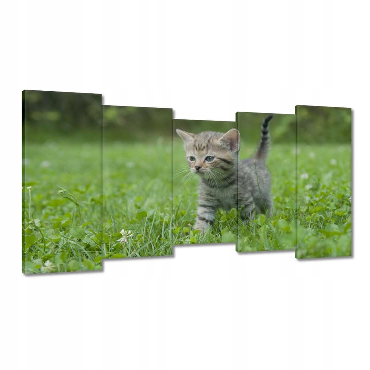 Obrazy 150x80 Krásná kočička Koťátko