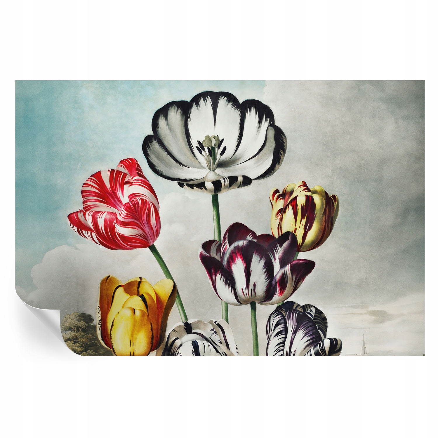 Módní Samolepicí tapeta na zeď Barevná dýha tulipány 104 x 70 cm
