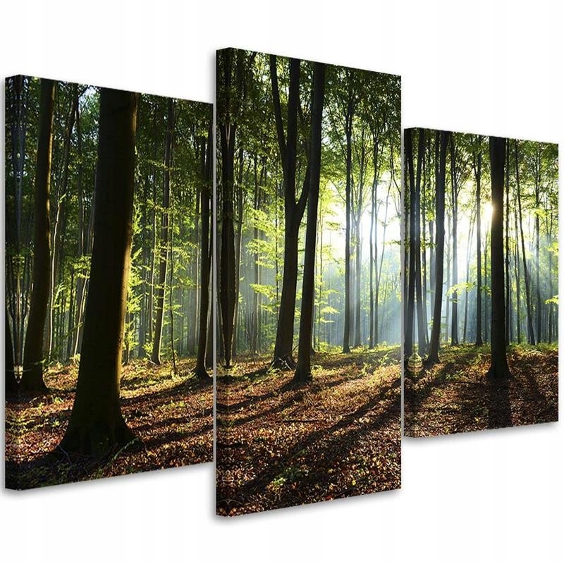 Vászonkép Triptichon Erdő Fák Nap sugarai 150x100