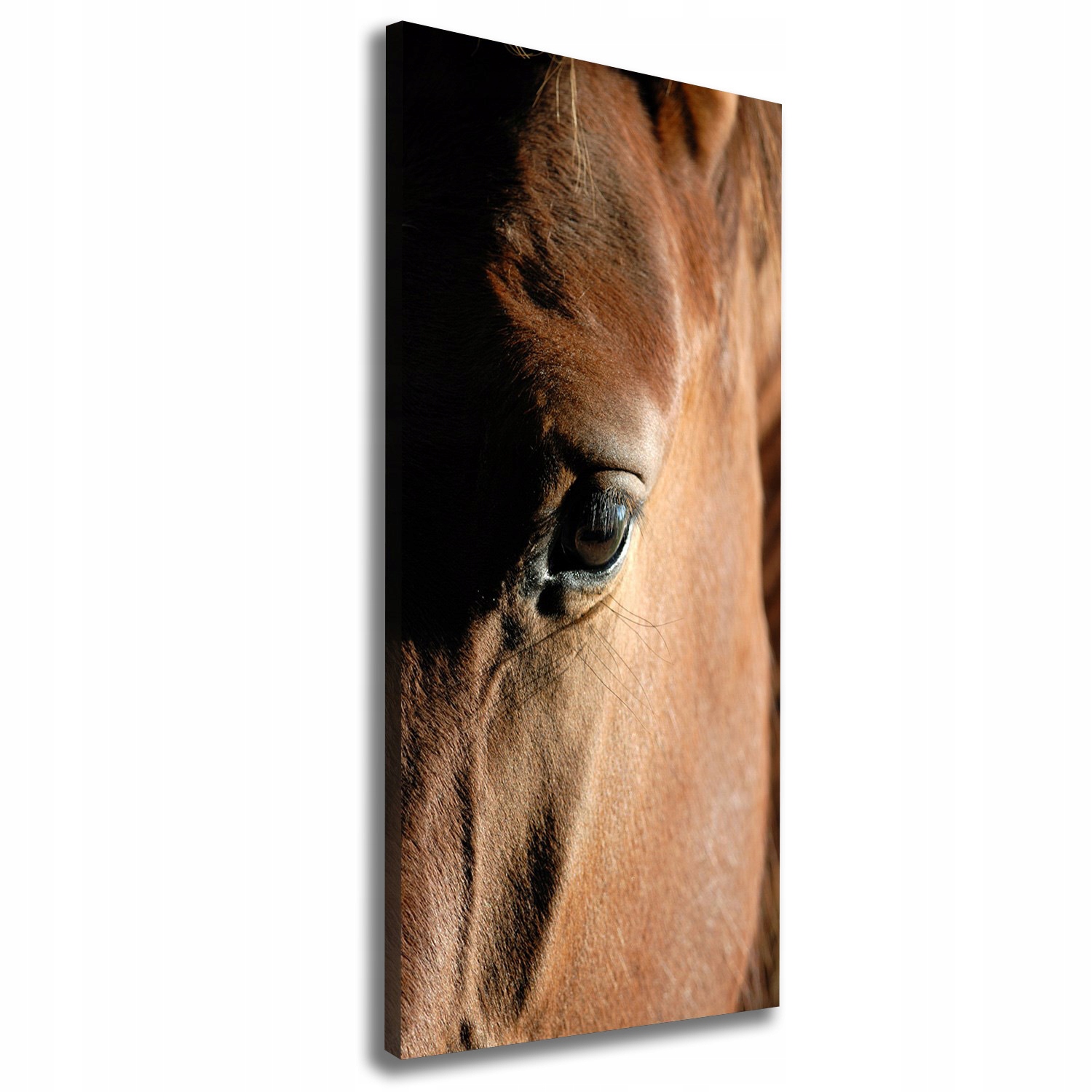 

Foto obraz canvas na ramie do salonu Koń 50x125 cm