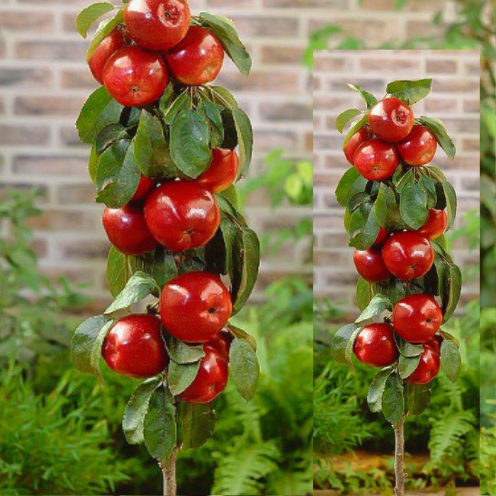 Jabłoń kolumnowa Czerwona