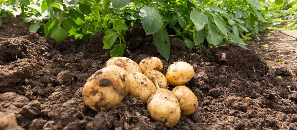 Когда сажать картофель в грунт. Как растет картошка. Potatoes growing in the ground. Как вырастить картофель из семян. Royal Potato.