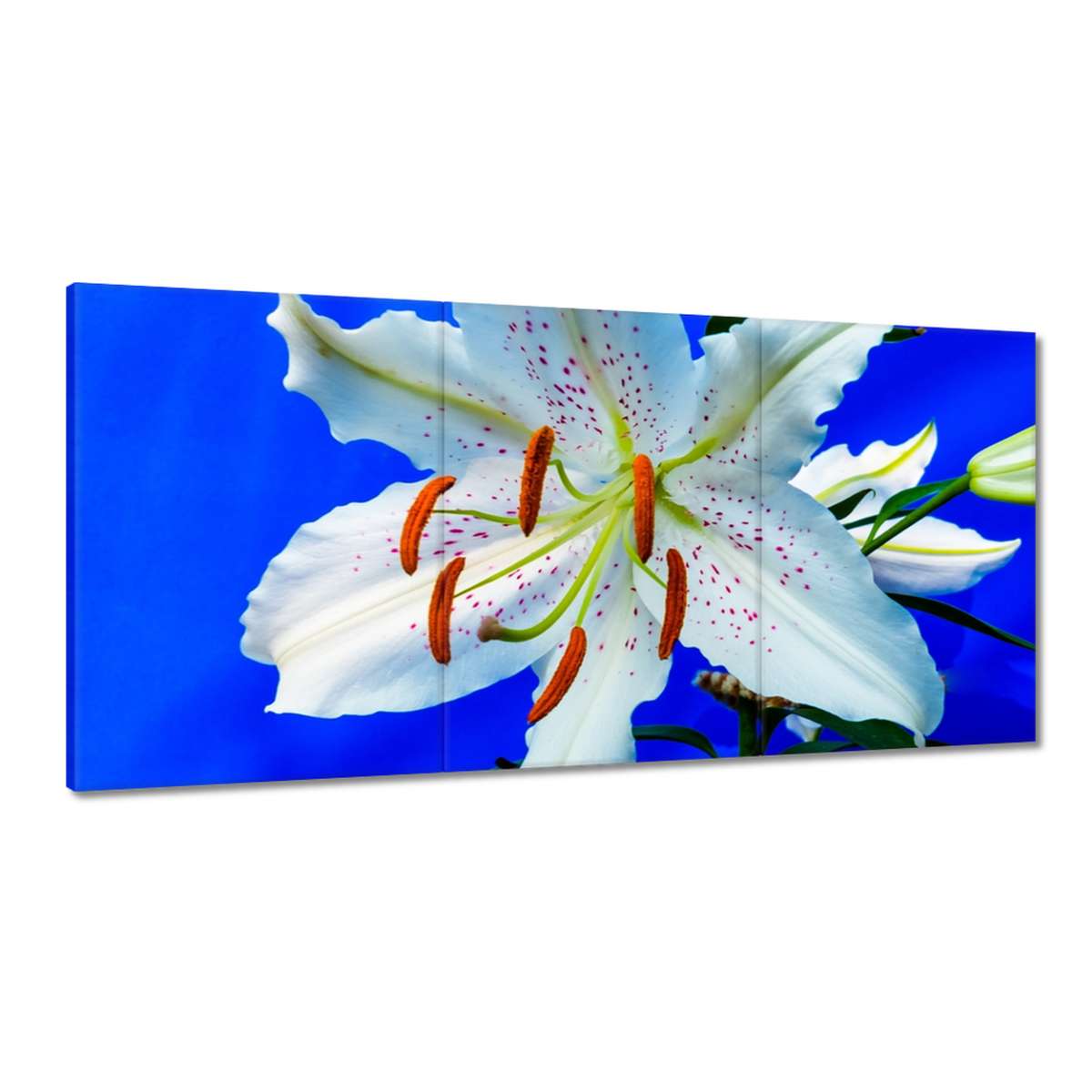 Obrazy 180x90 Lilia Biely kvet Kvet