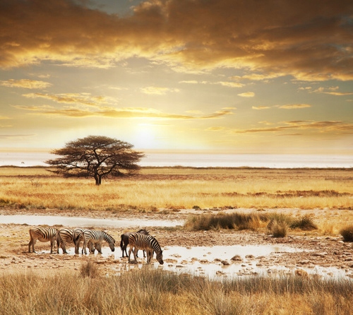 

Fototapeta flizelina na wymiar Safari