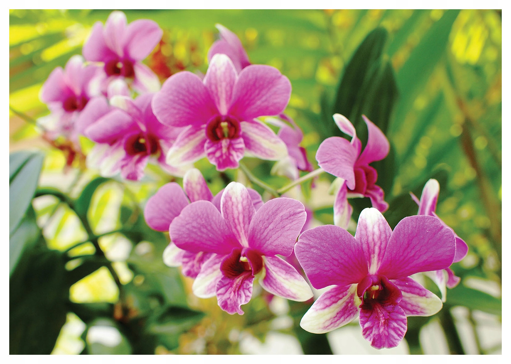 Fototapeta Flizelina Orchidej Růžová Bílá Zelená Elegance 300x210 lepidlo