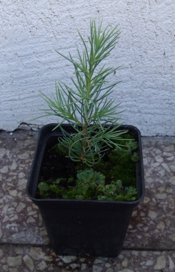 CEDR ATLASKI CEDRUS - sadzonki w doniczkach Rodzaj rośliny inne