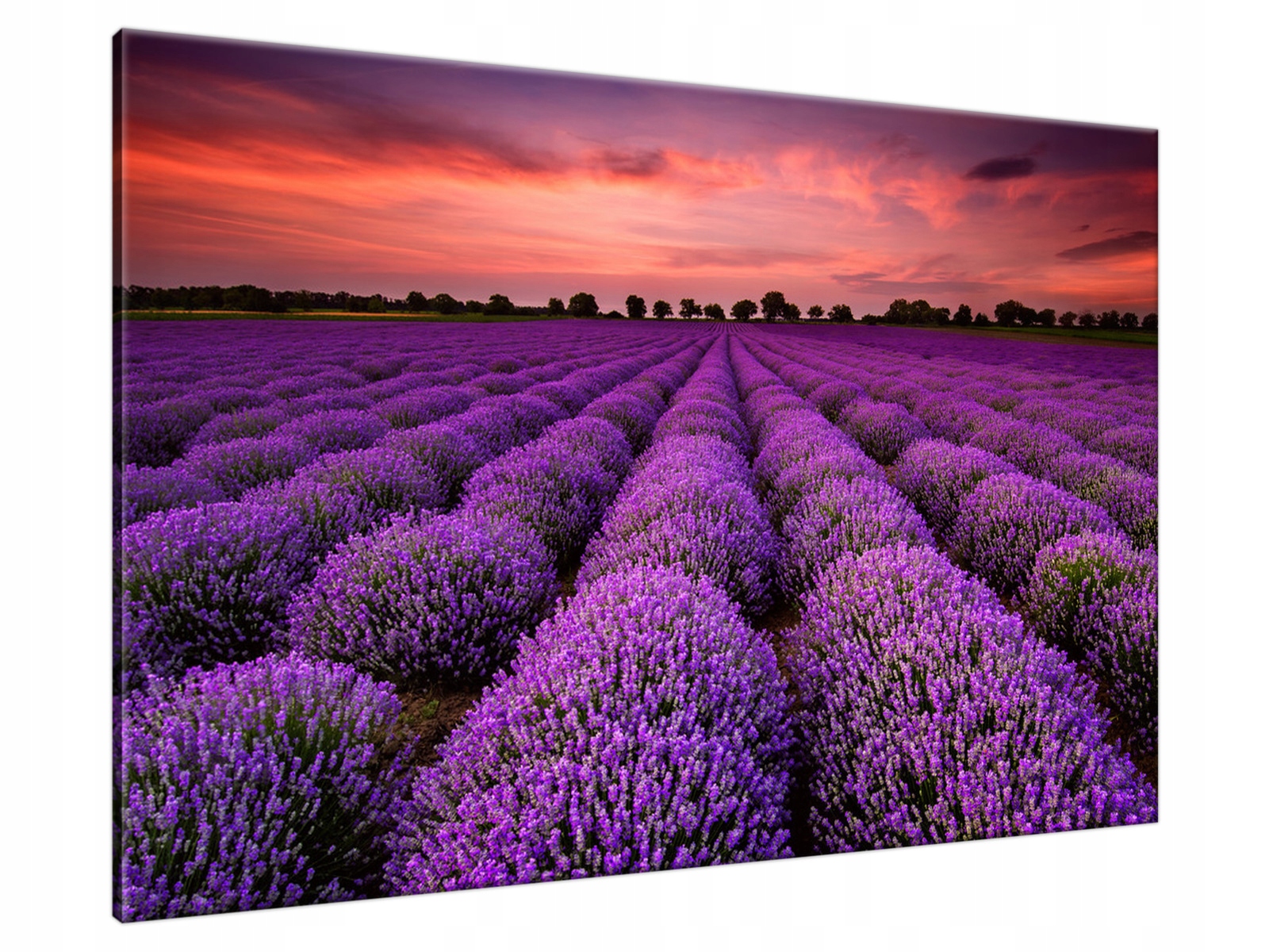 

Obraz drukowany na płótnie canvas 120x80 + Gratis