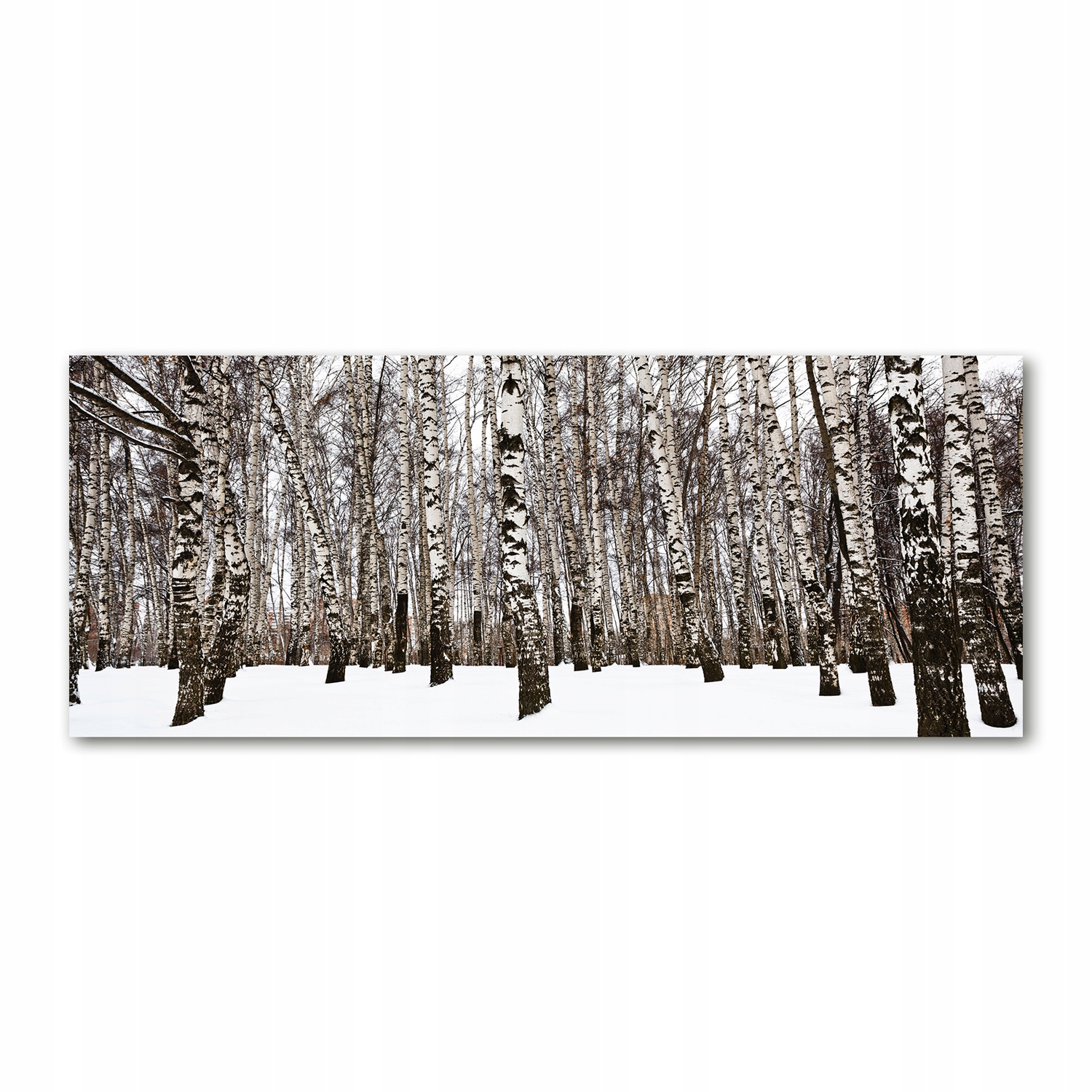 

Foto obraz na szkle akrylowym Brzozy zimą 125x50cm