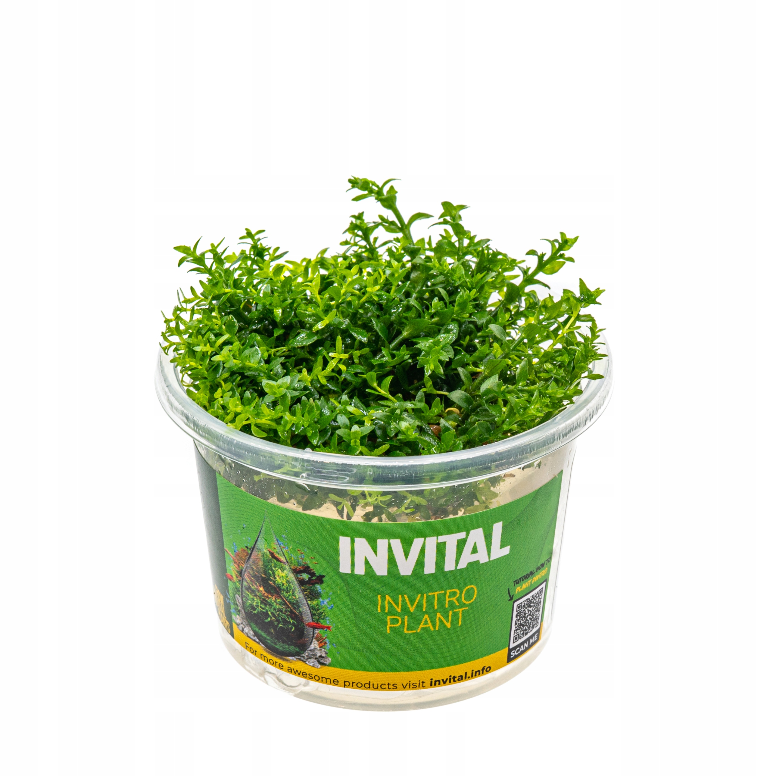 INVITAL Gratiola viscidula in vitro Ø 7 cm
