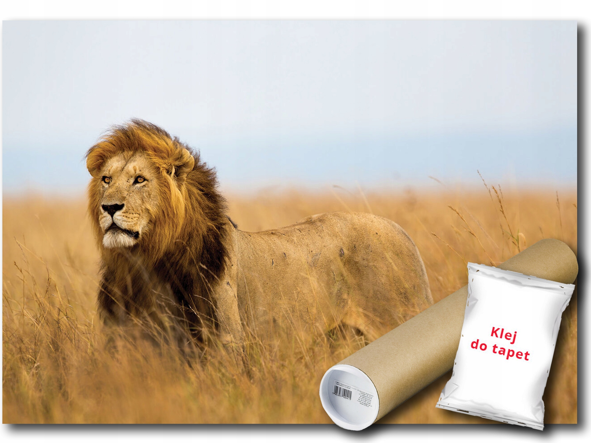Vinylová Fototapeta Lew Mačka Predátor Zviera Fauna Natura Pohľad 312x219