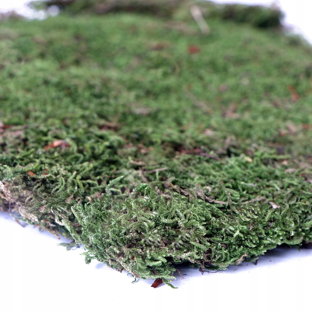 

Mech Do Terrarium Podłoże Żywy Marki Terrario