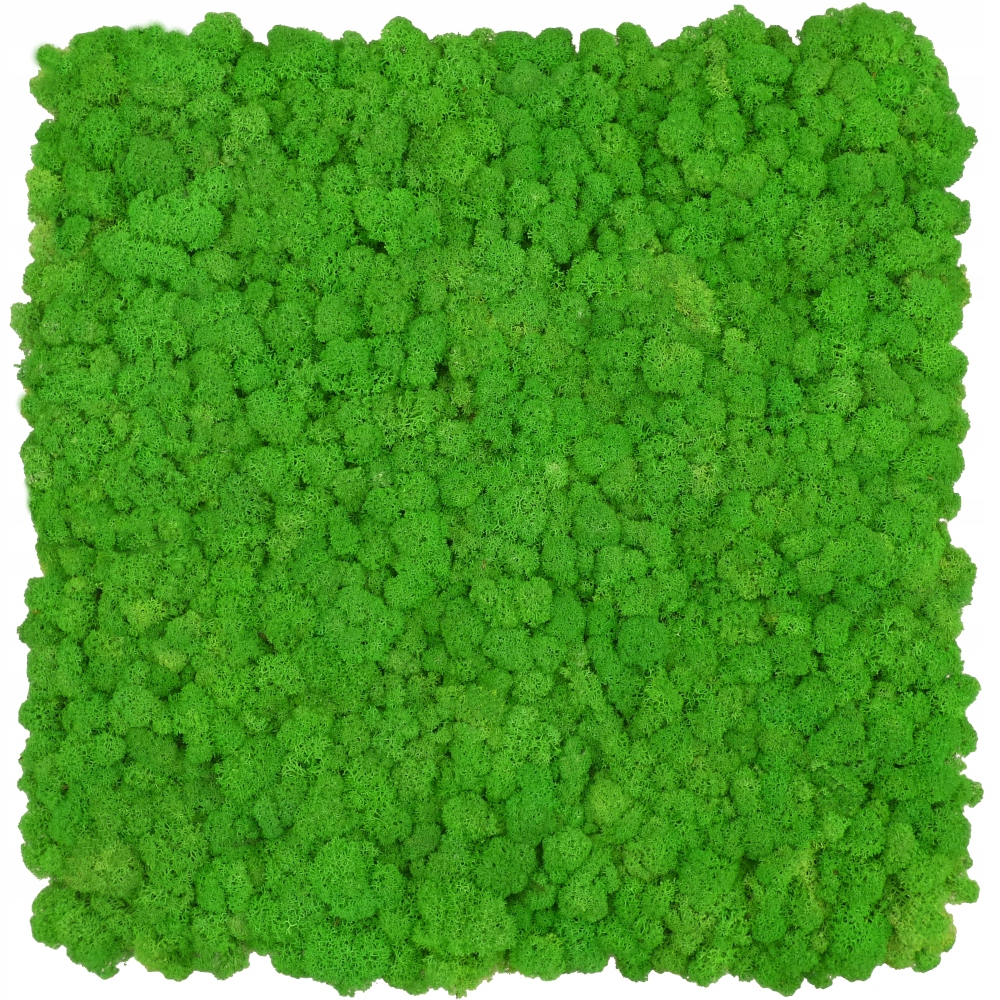 

Panel z chrobotka Premium Apple Green 50x50cm