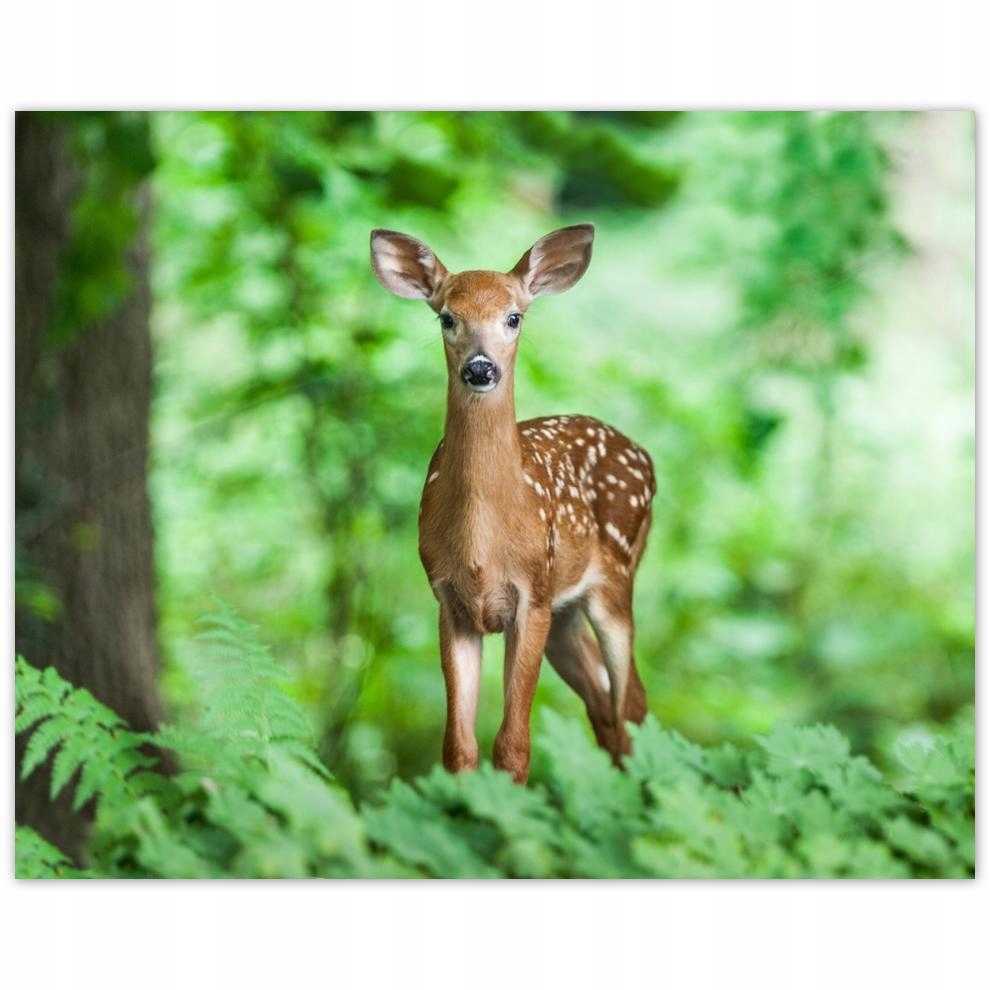 

Plakat 50x40 Sarenka w lesie Las