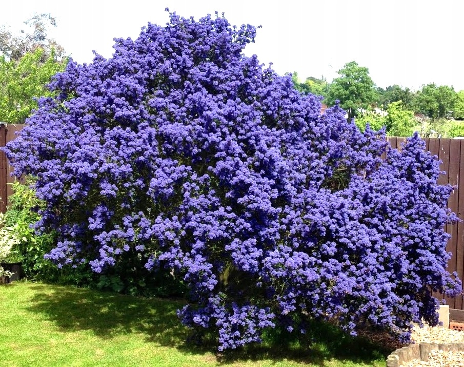 VICTORIA BLUE EVERGREEN P9 palánta