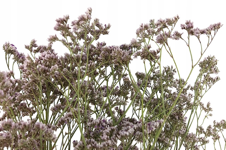 Limonium ZATRWIAN NATURALNY BLADOWRZOSOWY suszki Typ inny