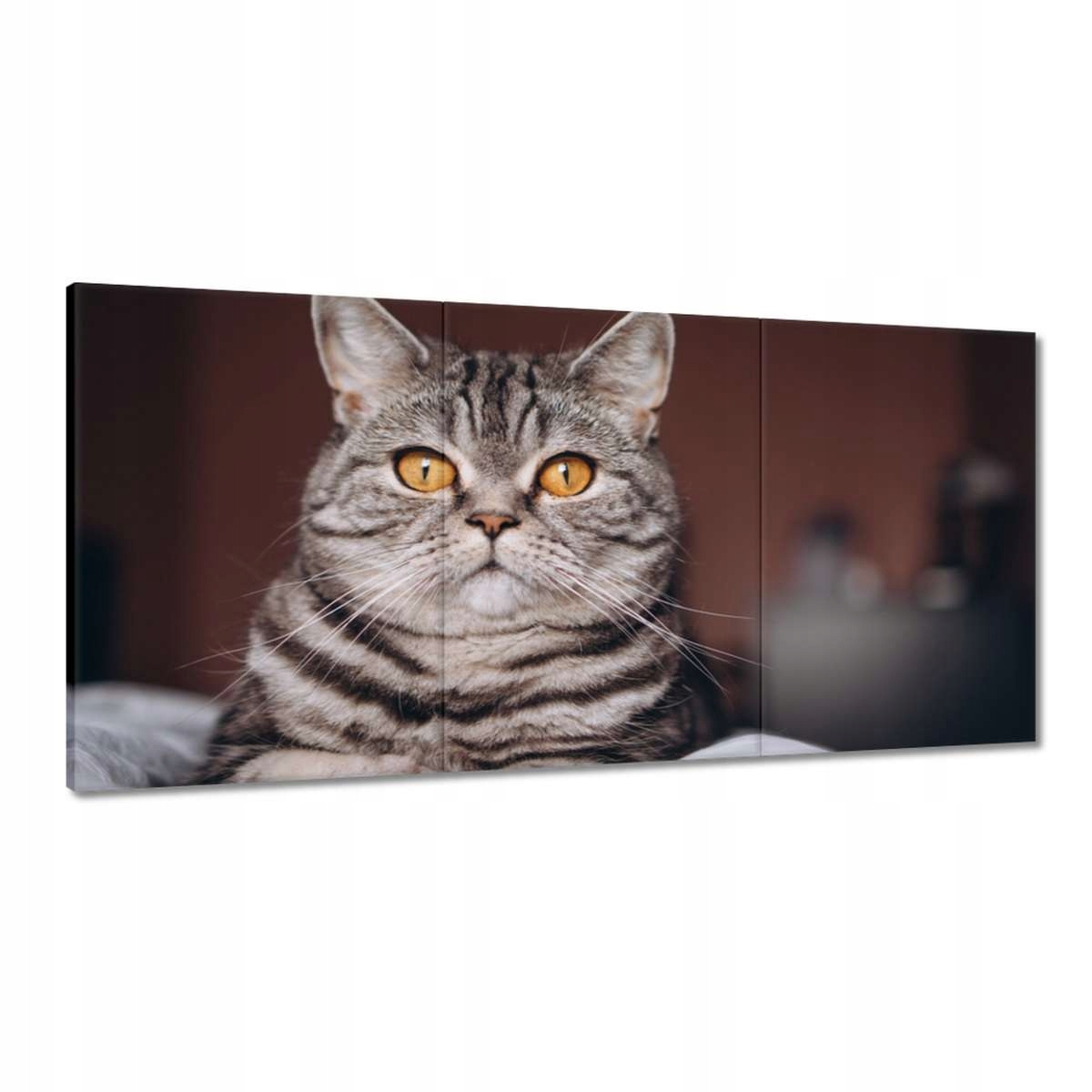 Obrazy 180x90 Mačka Mačiatka Kicia