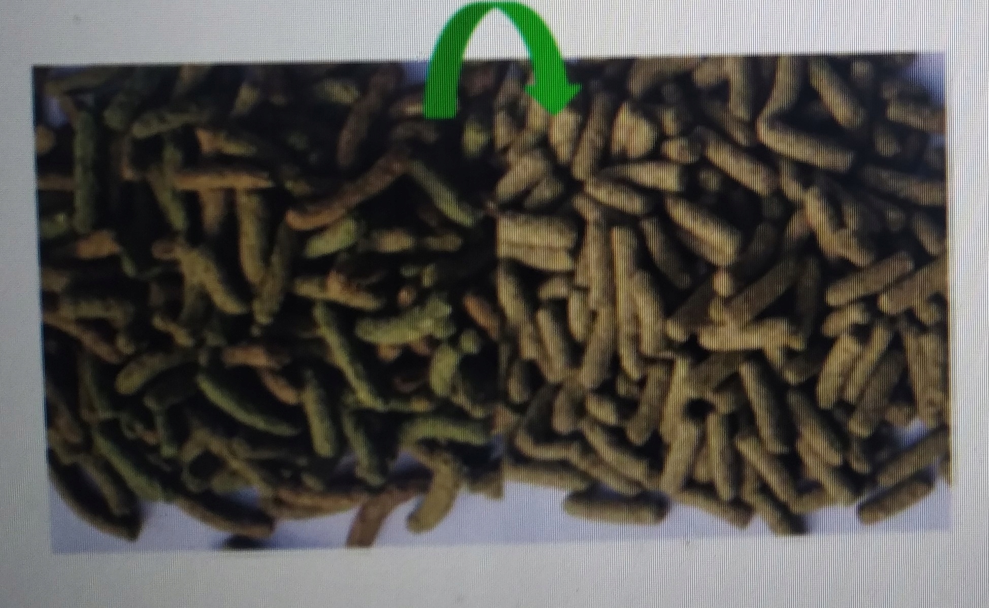 VL Cuni JUNIOR Complete karma królik 1,75 kg waga Marka Versele-Laga