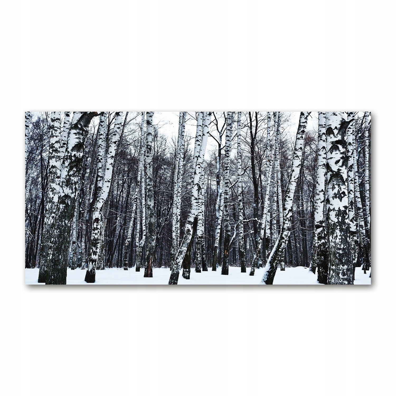 

Foto-obraz akrylowy Brzozy zimą zdjęcie 140x70 cm