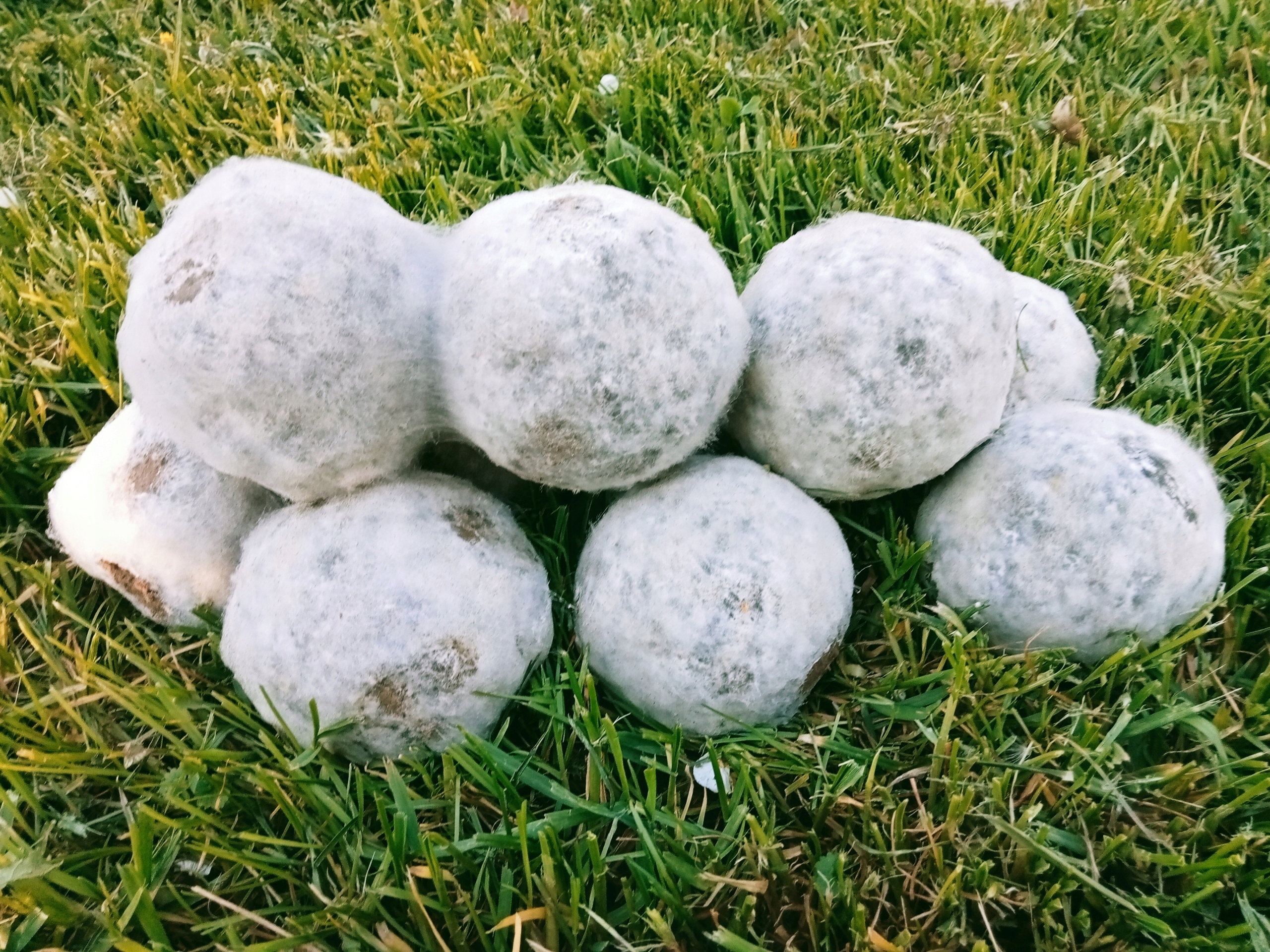 KULE BOKASHI OCZYSZCZANIE WODY STAWY OCZKA WODNE JEZIORA 1SZT Kod producenta 50