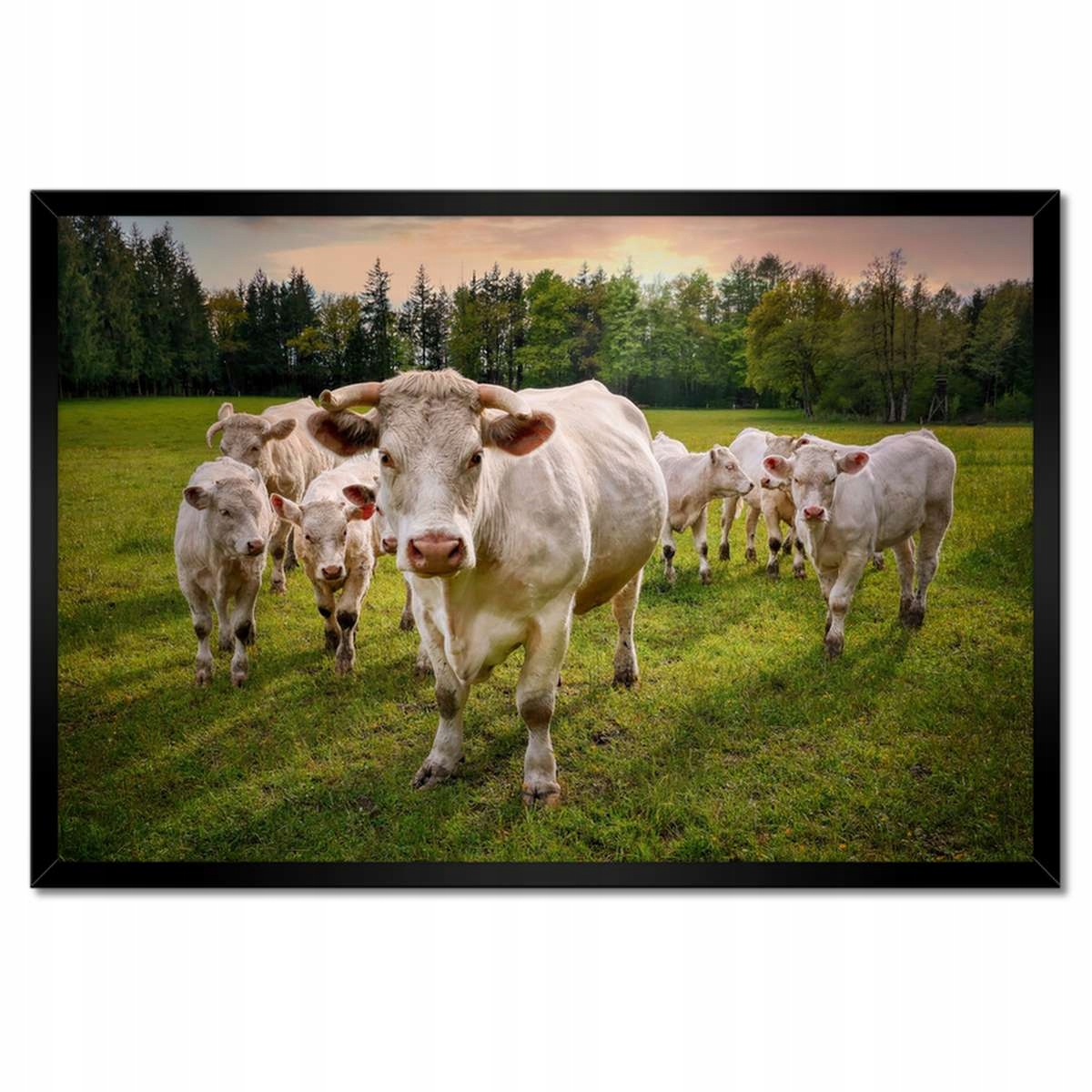 Plakáty v rámu 60x40 Stádo krav