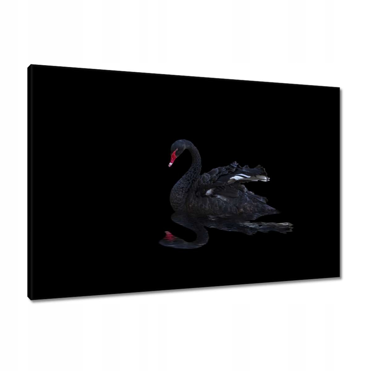 Obrazy 90x60 Krásná černá labuť