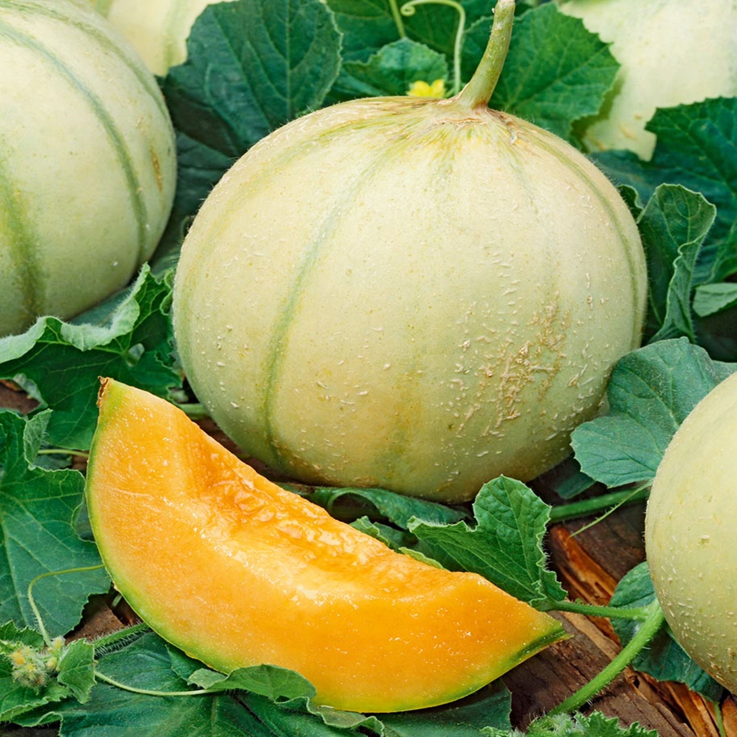 Дыня сахарная. Дыня овощ. Дыня карамелька f1. Тыквина дыни это плод. Дыня овощ.