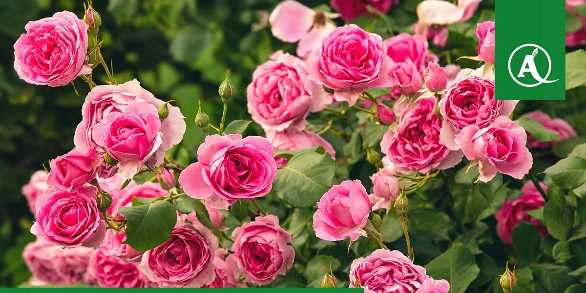 Florovit nawóz do ogrodu uniwersalny 20L EAN (GTIN) 5900498017731