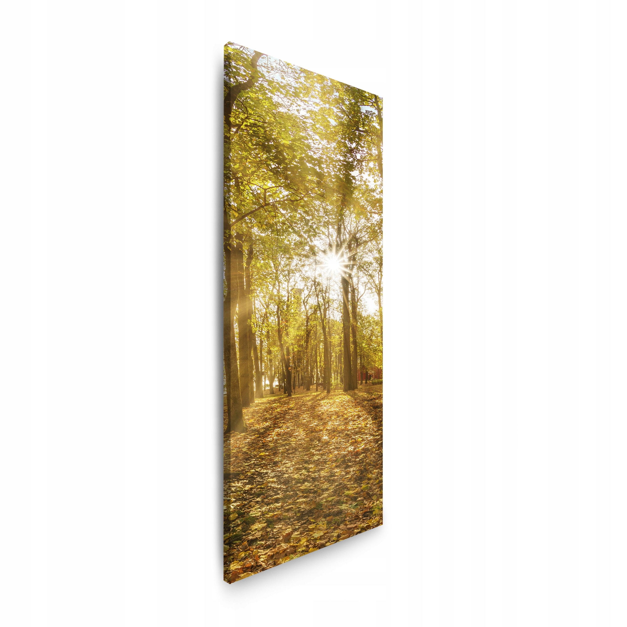 Obraz na plátně Slunce mezi stromy v lese 40x120 cm