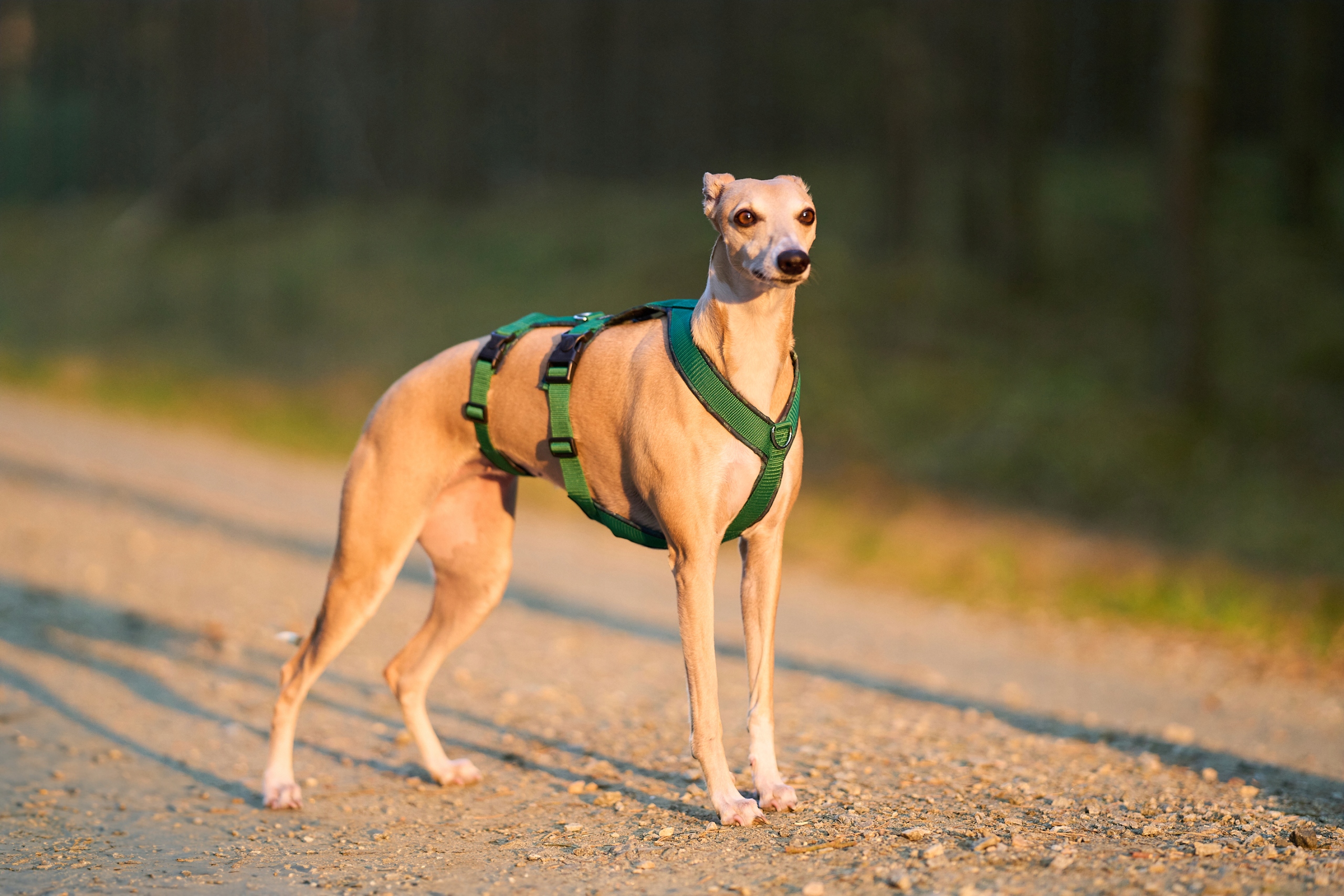 Levně Protiúnikové postroje pro chrtíka „Evergreen Forest“ – zelená verze