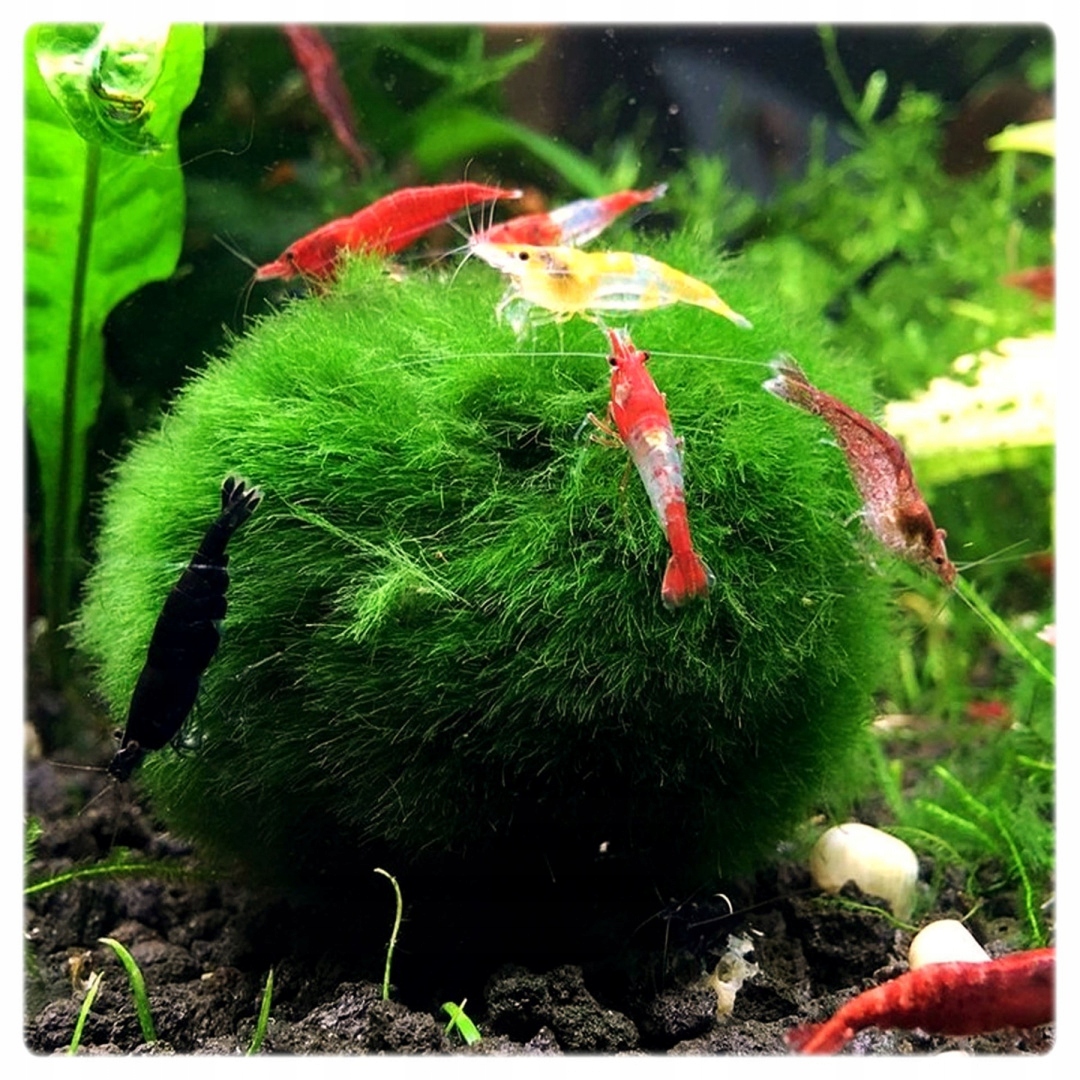 Cladophora aegagropila GAŁĘZATKA KULISTA 1-2cm