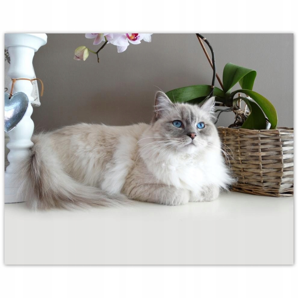 

Plakat 50x40 Kot rasy Ragdoll