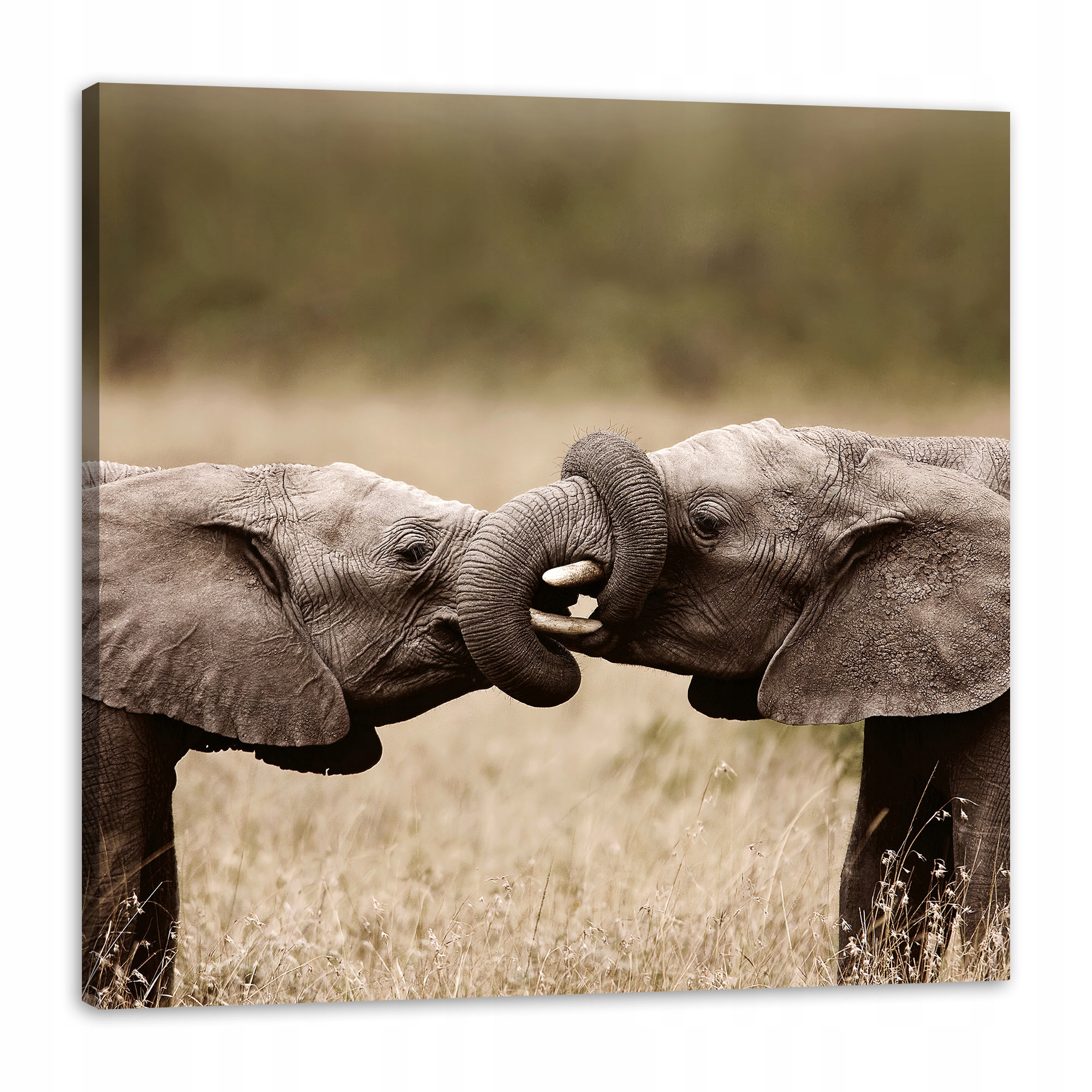 Obraz na plátně Setkání slonů Afrika Příroda 80x80 cm