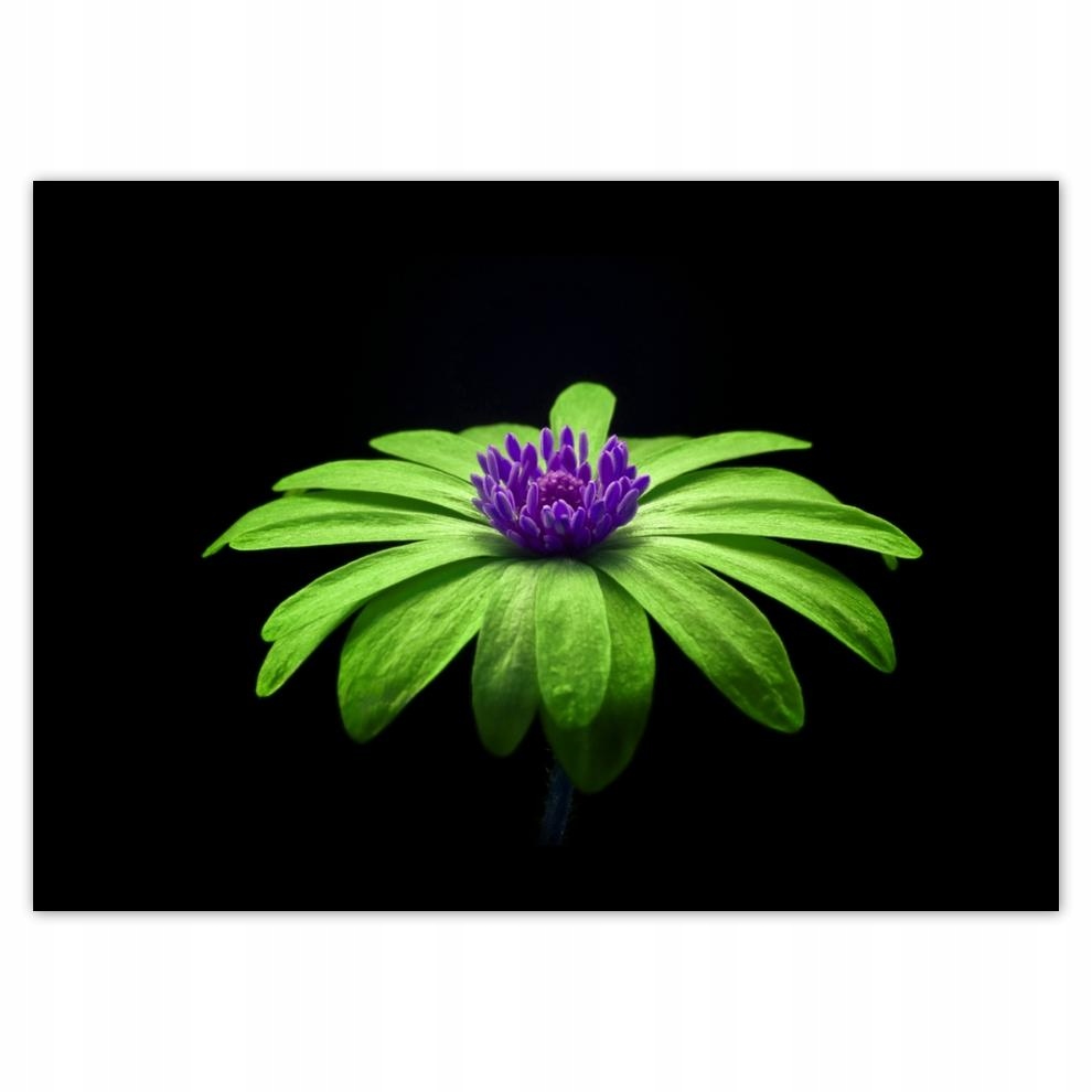 

Plakaty 70x50 Limonkowe płatki