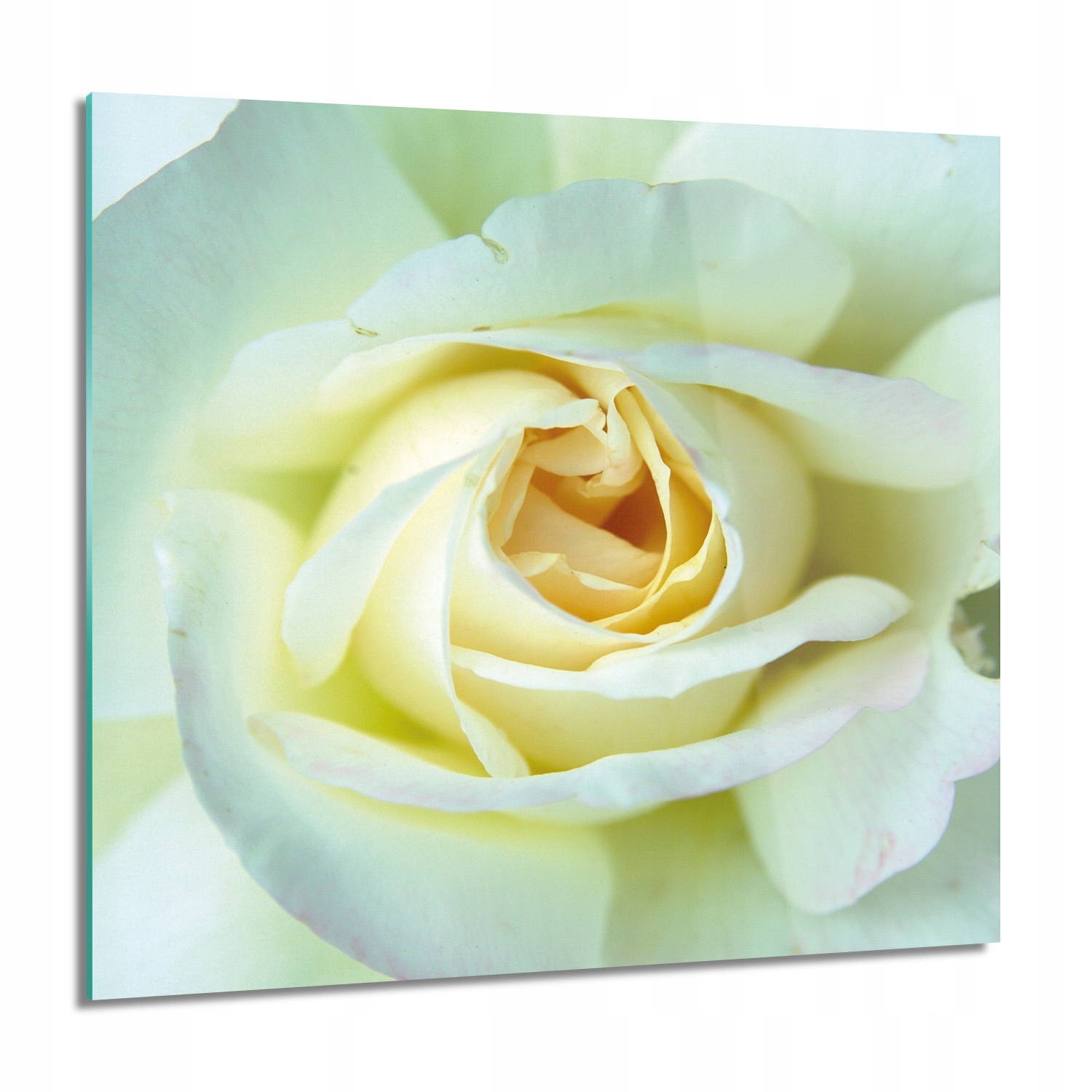 

Róża pąk płatki Foto szklane ścienne 60x60 grafika
